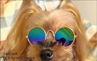 Shady Pooch Shades